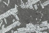 Fossil Graptolite Cluster (Didymograptus) - Great Britain #103440-1